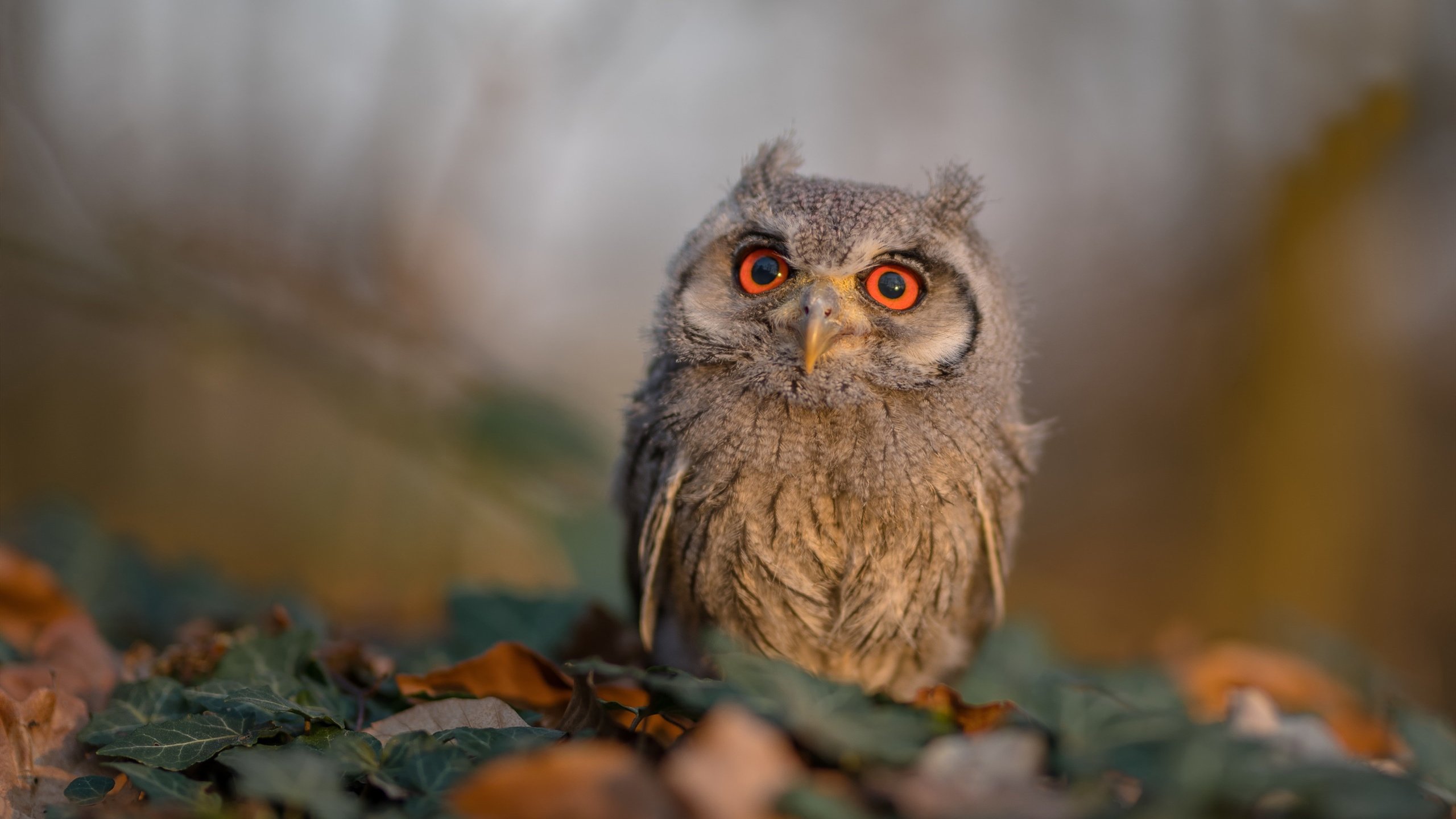 中国女排新任队长首次亮相媒体见面会，中国女排新队长是谁