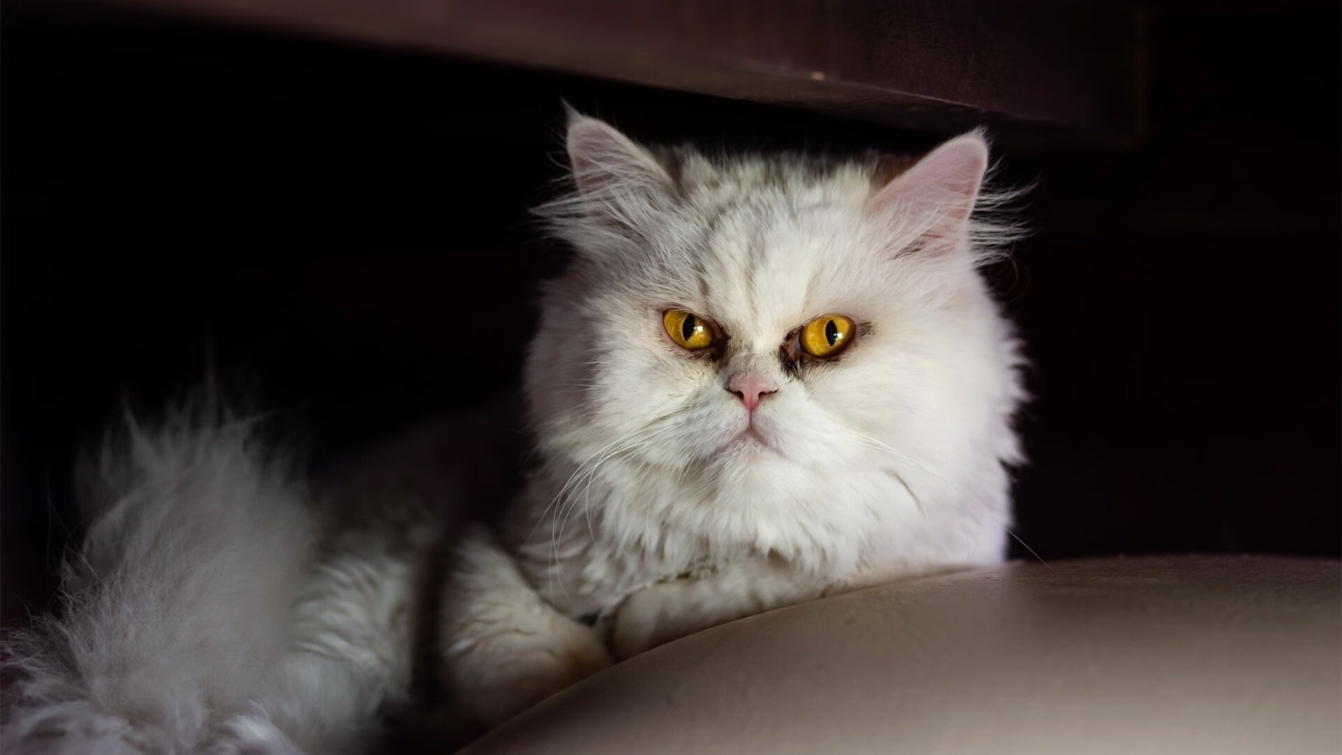 中锋策应能力对整体节奏的影响分析,策应型中锋足球