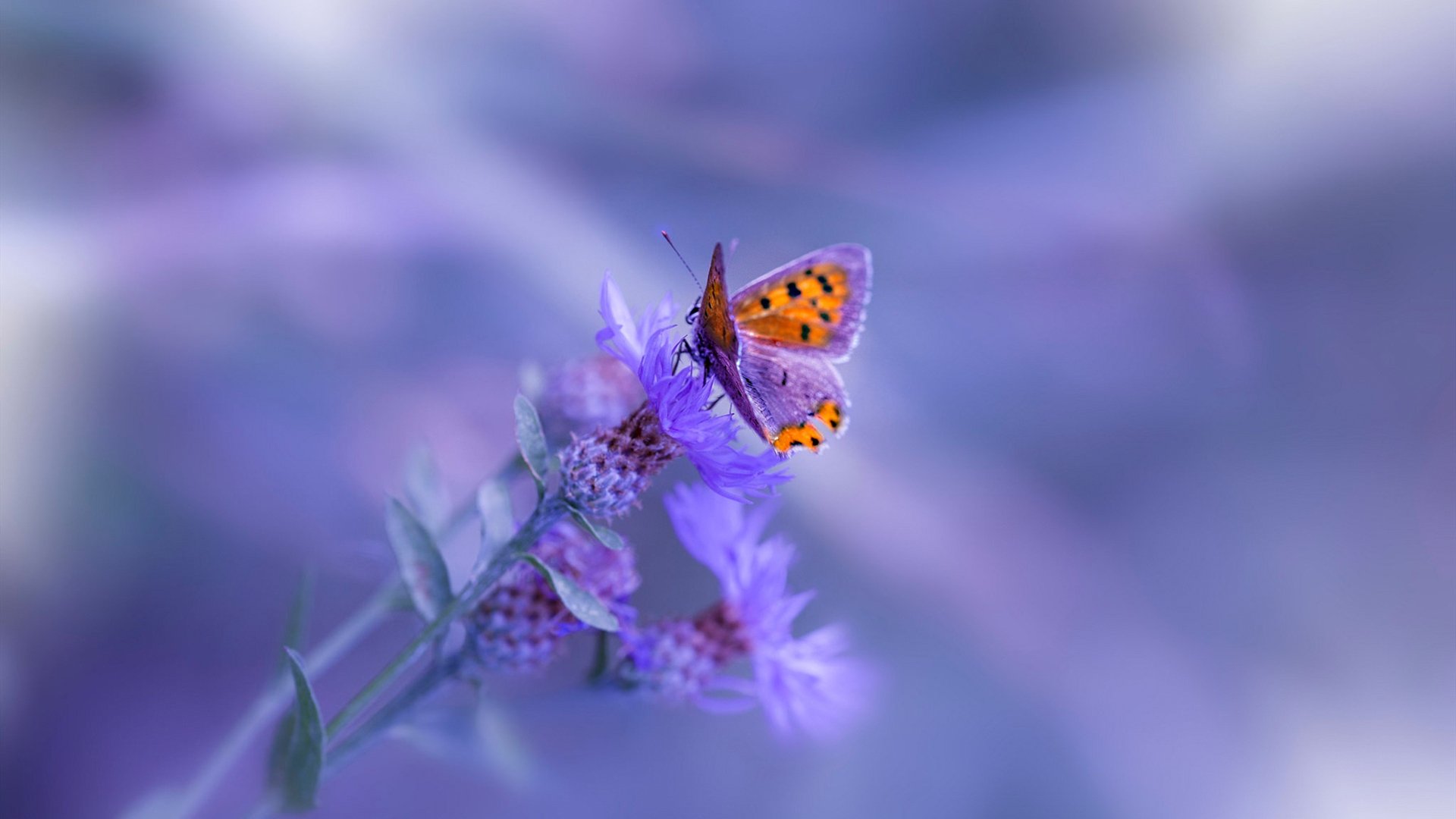 开云体育足球-拜仁多点开花，博卡防线崩溃，拜仁 亚博