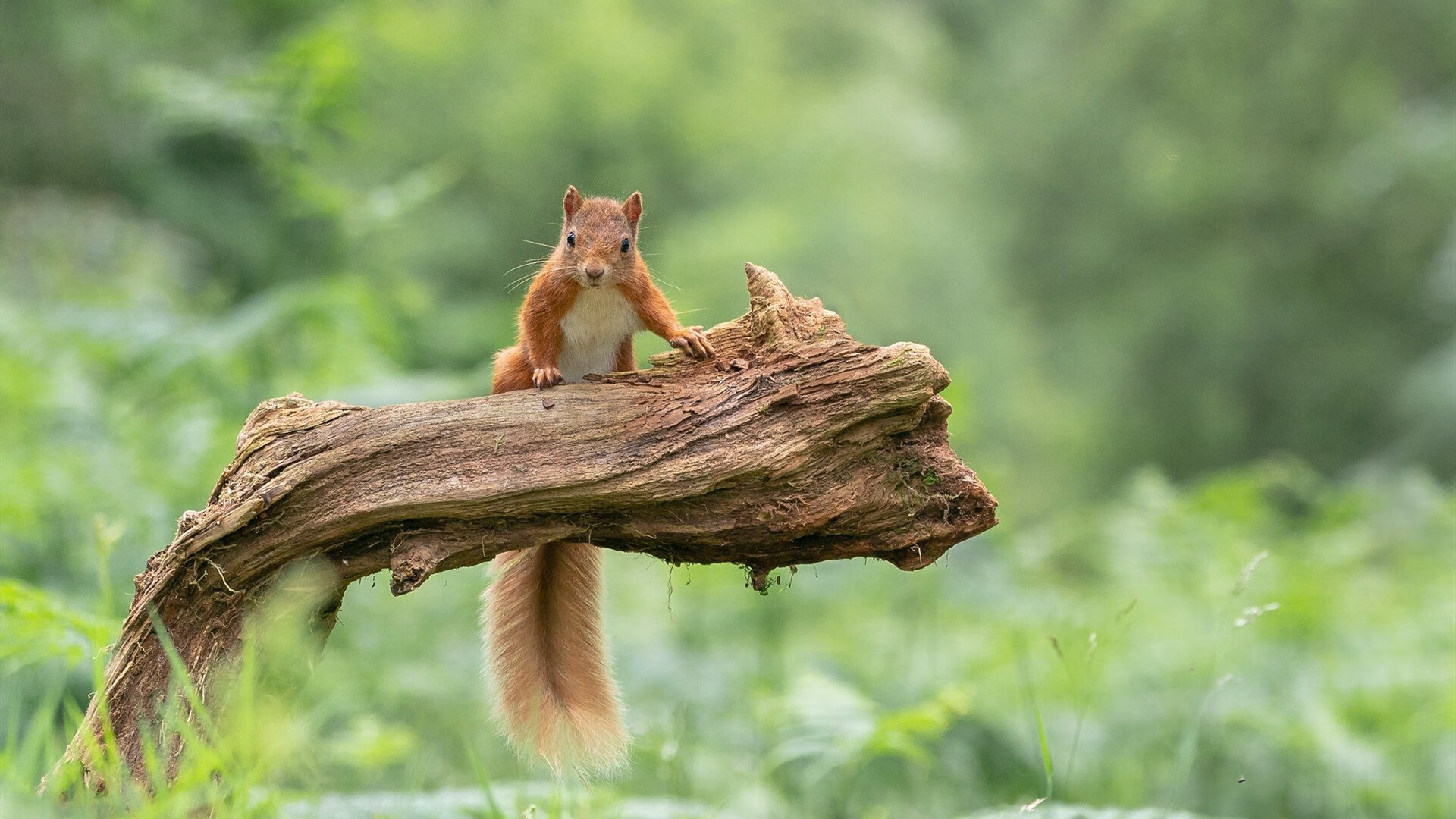 短道速滑锦标赛展现高水平对抗，短道速滑2022
