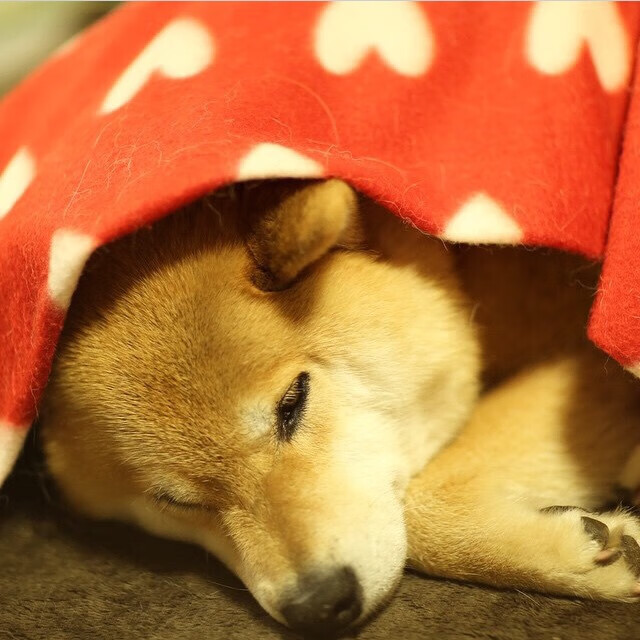 “华金·托比利亚的全能防守与进攻威胁，成就阿根廷美洲狮队的进攻防守平衡”