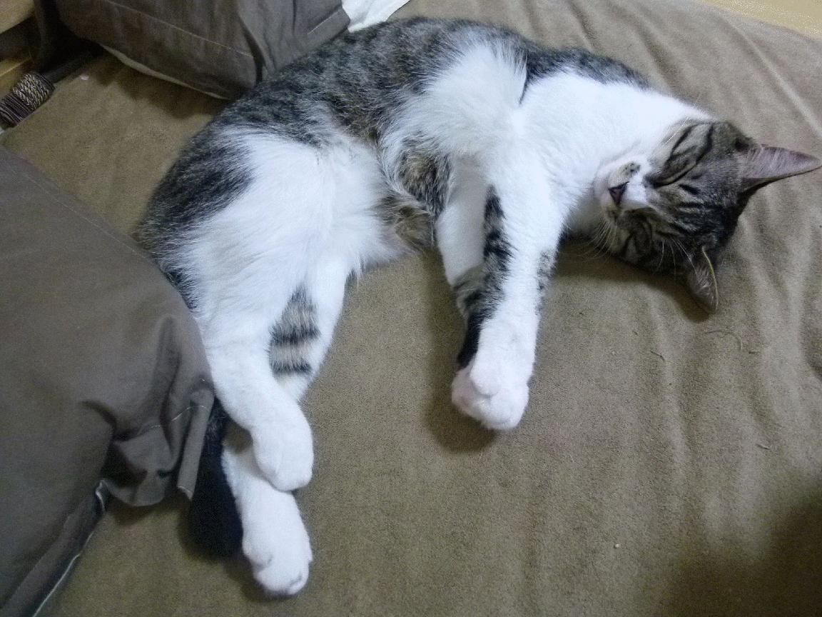 开云体育登录入口-“萨尔·巴赫：南非橄榄球未来的希望，冠军梦的追求”