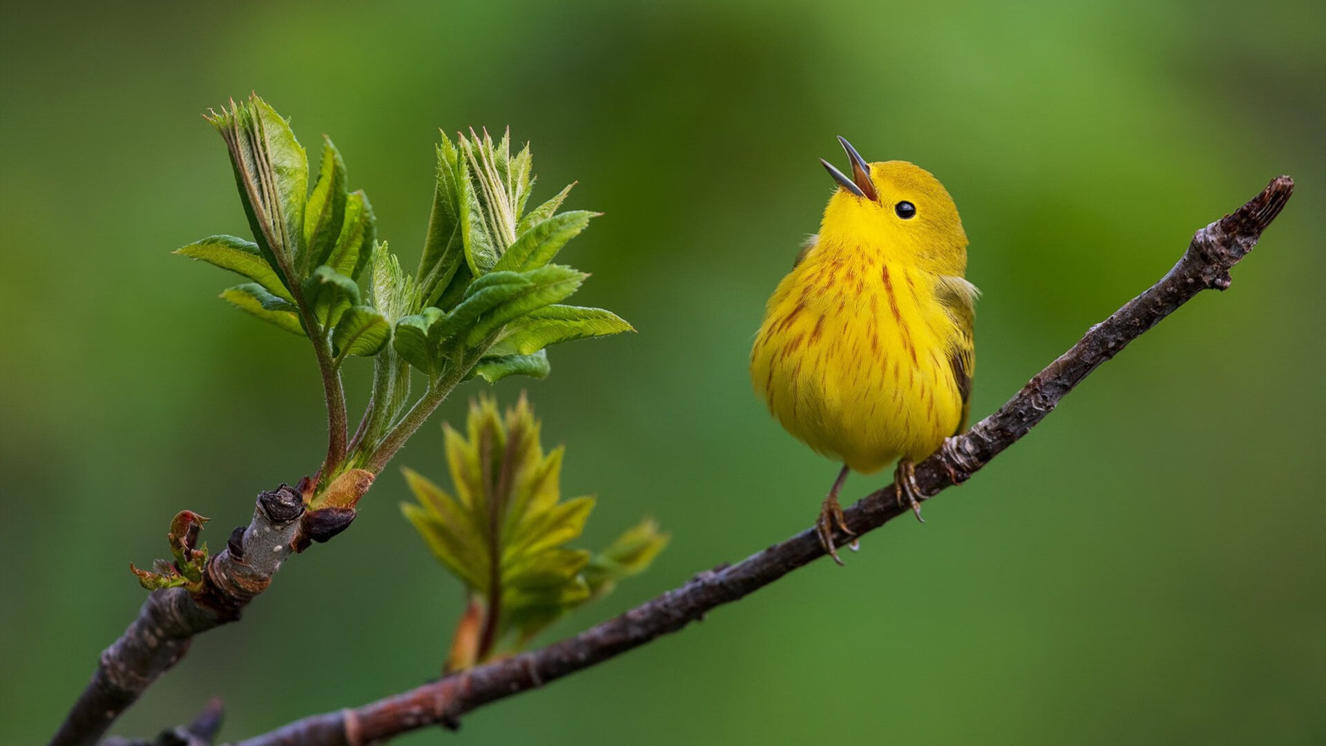 塞内加尔男篮在非洲锦标赛中奋战,争取佳绩创造历史,塞内加尔男篮名单