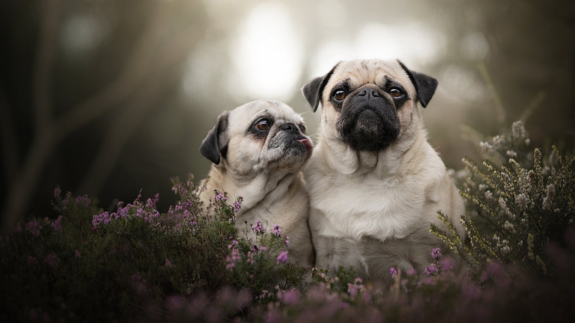 格鲁吉亚女篮在欧洲锦标赛中表现出色，迈向国际舞台，格鲁吉亚赛程