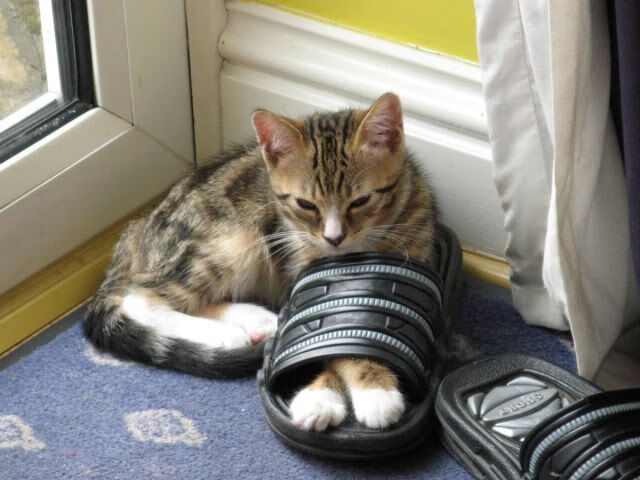 kaiyun网址-欧洲杯战术创新：多变阵型带来无限可能！，欧洲杯d组形势