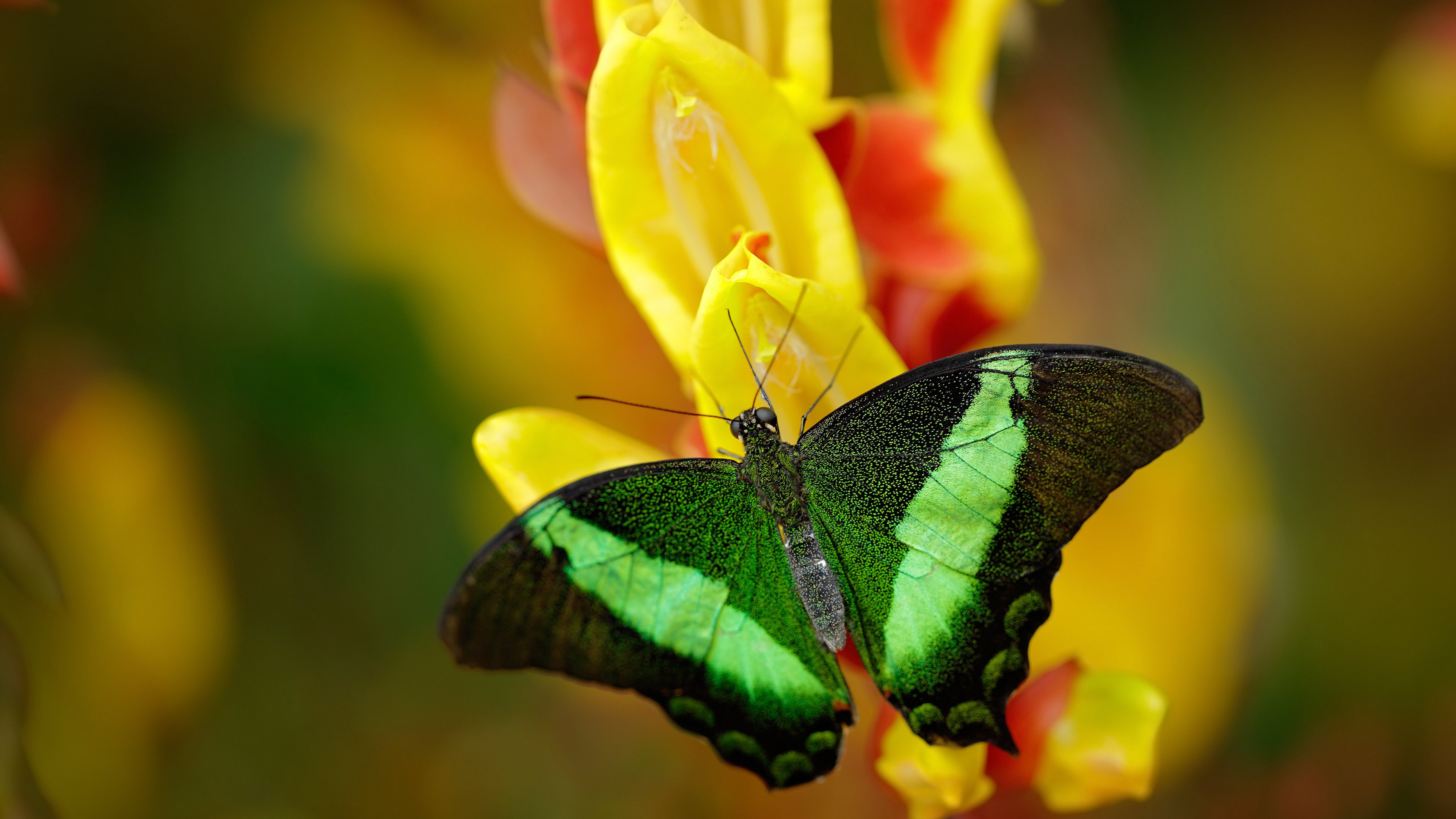 欧洲杯战术创新：多变阵型带来无限可能！，欧洲杯d组形势