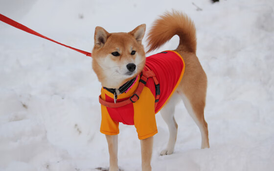 水球终场关键球突尼斯打入制胜一击，水球终场关键球突尼斯打入制胜一击了吗