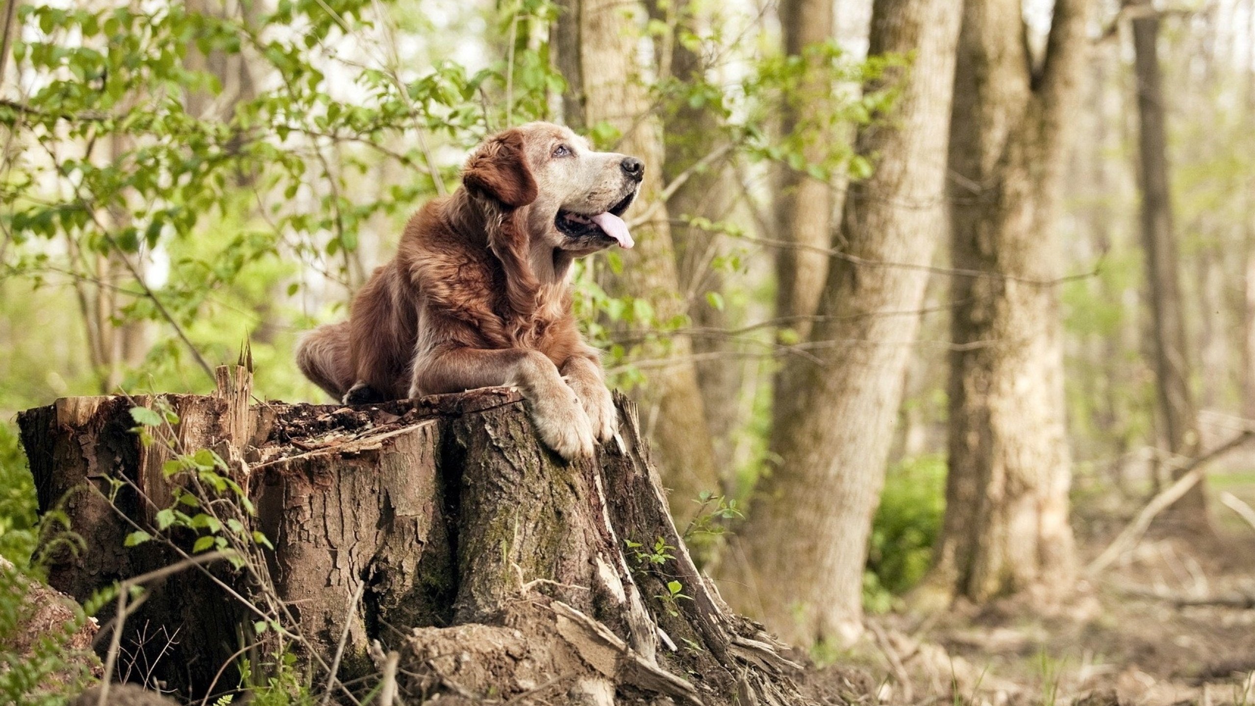 王宗源决赛发挥稳定赢得掌声，王宗源领奖