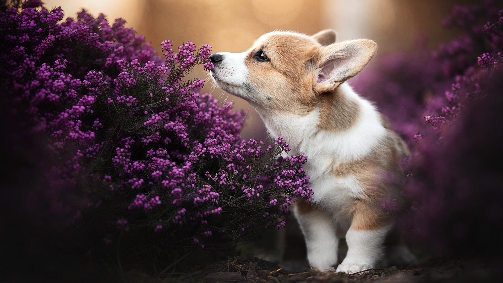 王楚钦强势挺进决赛，王楚钦比赛时间