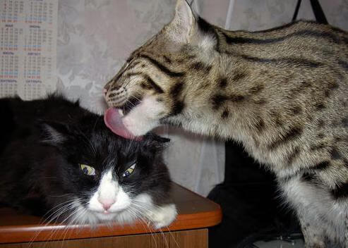 维尔·冯·威克：强势突破，南非队进攻体系的重要支柱，维尔纳冯弗里奇