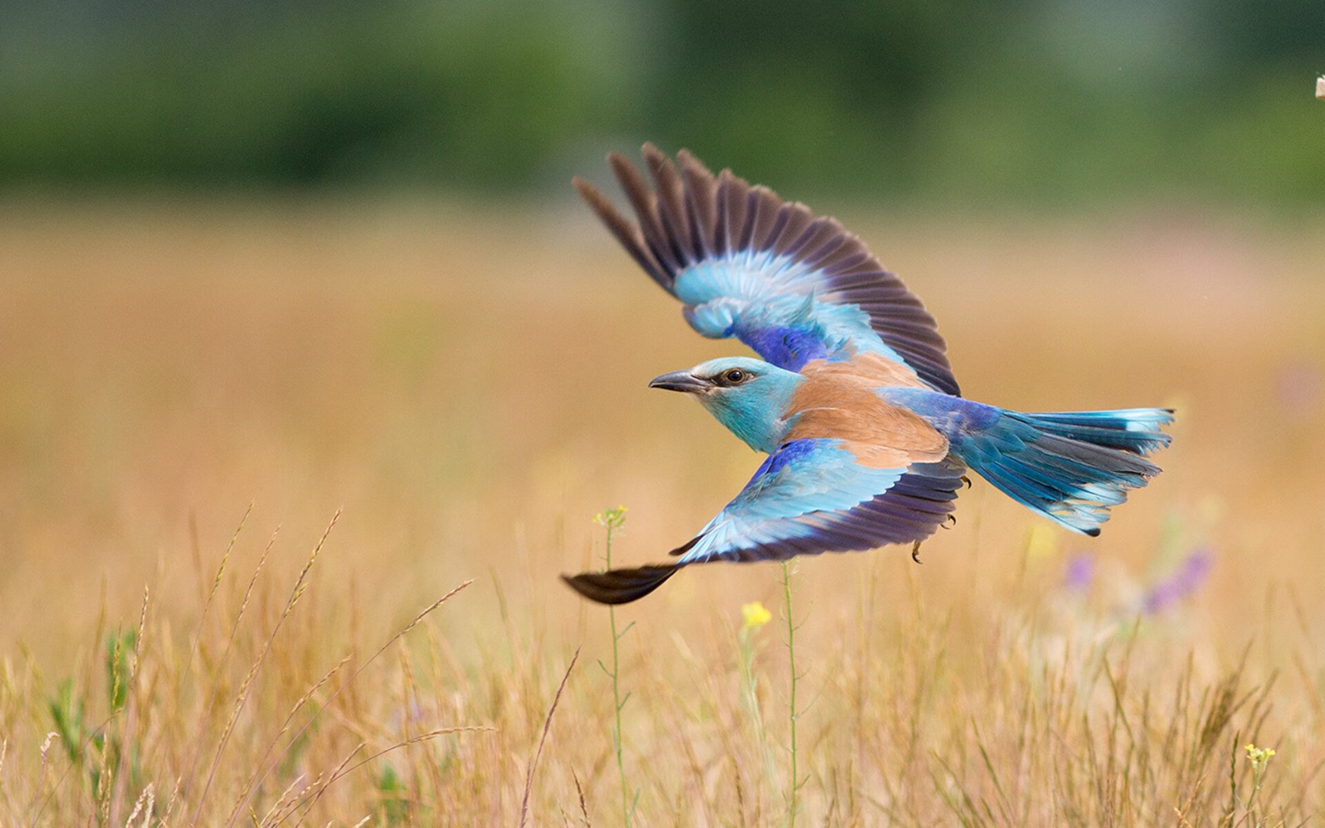 蛙泳技术见长 普里戈达游出节奏感