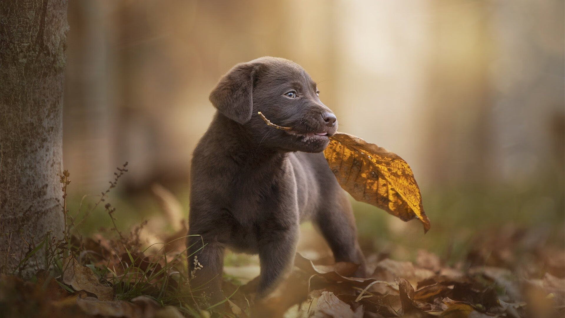 开云app-上海U17球员全面亮相 人才储备略胜辽宁、北京一筹，17年上海ultra阵容